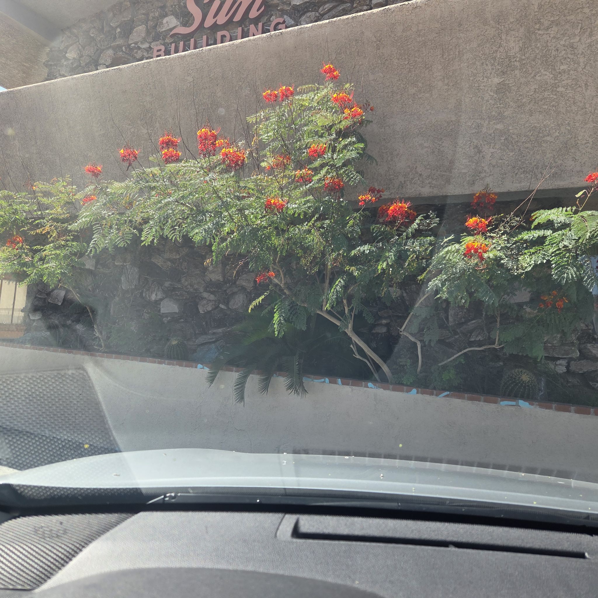 Photo of the plant species Caesalpinia Pulcherrima by @FabWaxivy77 named Bodhi on Greg, the plant care app