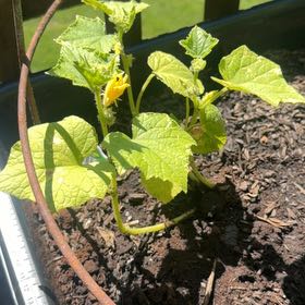 Photo of the plant species Cucumber by @NovelAlocasia29 named Harry on Greg, the plant care app