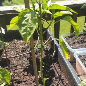 Photo of the plant species Cayenne Pepper by @NovelAlocasia29 named Denali on Greg, the plant care app