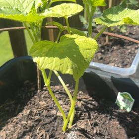 Photo of the plant species Cucumber by @NovelAlocasia29 named Figyonce on Greg, the plant care app