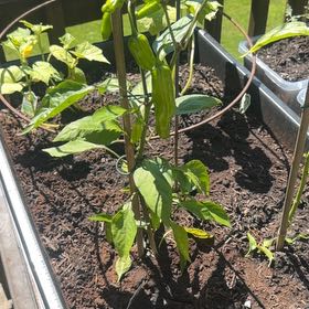 Photo of the plant species Sweet Pepper 'Shishito' by @NovelAlocasia29 named Sproutacus on Greg, the plant care app
