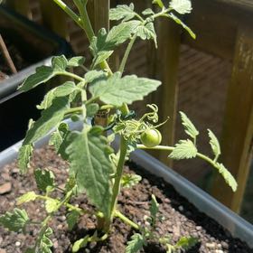 Photo of the plant species Cherry Tomato by @NovelAlocasia29 named Gates on Greg, the plant care app