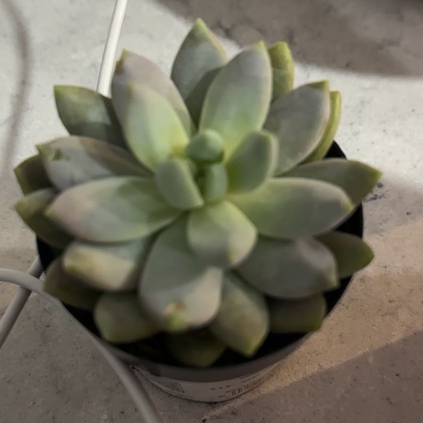 Photo of the plant species Sedeveria 'Lilac Mist' by @SkilledTutsan51 named Mando on Greg, the plant care app