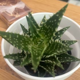 Photo of the plant species Aloe 'Minnie Belle' by @SkilledTutsan51 named Foxxy on Greg, the plant care app