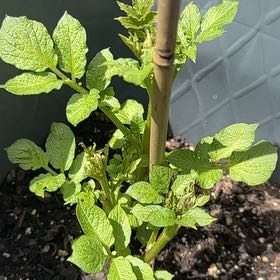Photo of the plant species Potato by @ProperCentro51 named Taylor Swift on Greg, the plant care app