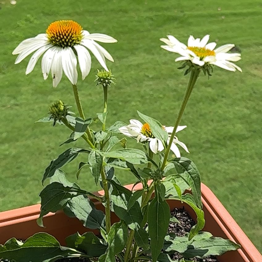 Photo of the plant species White Coneflower by @ProperCentro51 named Michelle Branch on Greg, the plant care app