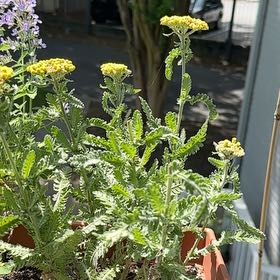 Photo of the plant species Fernleaf Yarrow by @ProperCentro51 named Shakira on Greg, the plant care app