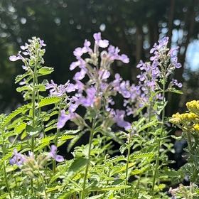 Photo of the plant species Lesser Calamint by @ProperCentro51 named Emerson on Greg, the plant care app