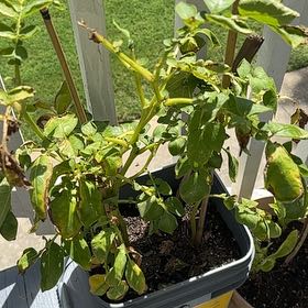 Photo of the plant species Potato by @ProperCentro51 named Queen on Greg, the plant care app