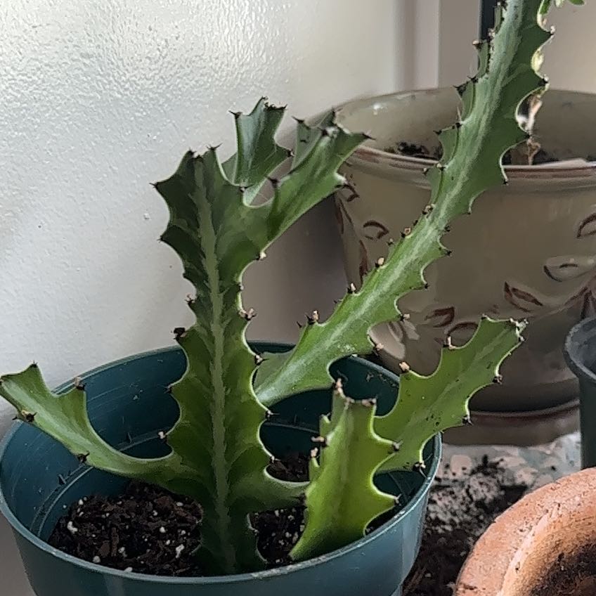 Photo of the plant species Dragon Bone by @ProperCentro51 named Tolkien on Greg, the plant care app