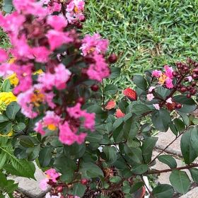 Photo of the plant species Lagerstroemia Indica by @NewEchinaria20 named Fernie Mercury on Greg, the plant care app