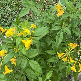 Photo of the plant species Yellow Bells by @NewEchinaria20 named Beyonce on Greg, the plant care app