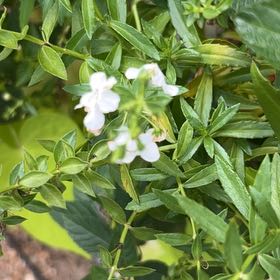 Photo of the plant species Mexican-Heather by @NewEchinaria20 named Elle on Greg, the plant care app