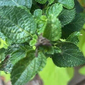 Photo of the plant species Lantana by @NewEchinaria20 named Girlfrond on Greg, the plant care app