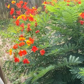 Photo of the plant species Caesalpinia Pulcherrima by @NewEchinaria20 named Terra on Greg, the plant care app
