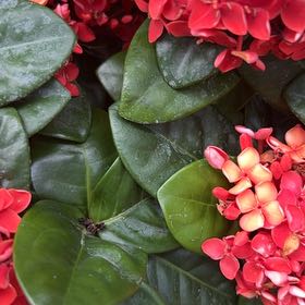 Photo of the plant species Chinese Ixora by @NewEchinaria20 named Lebron on Greg, the plant care app