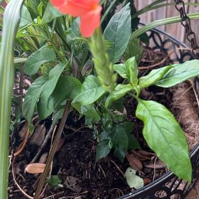 Photo of the plant species Firecracker Flower by @NewEchinaria20 named Messi on Greg, the plant care app