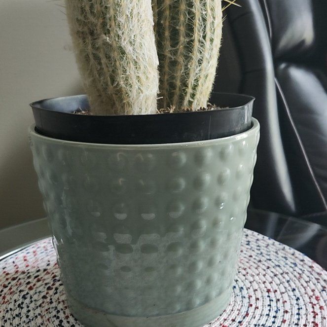 Photo of the plant species Old Man Cactus by @TimelyWychelm27 named Beckham on Greg, the plant care app