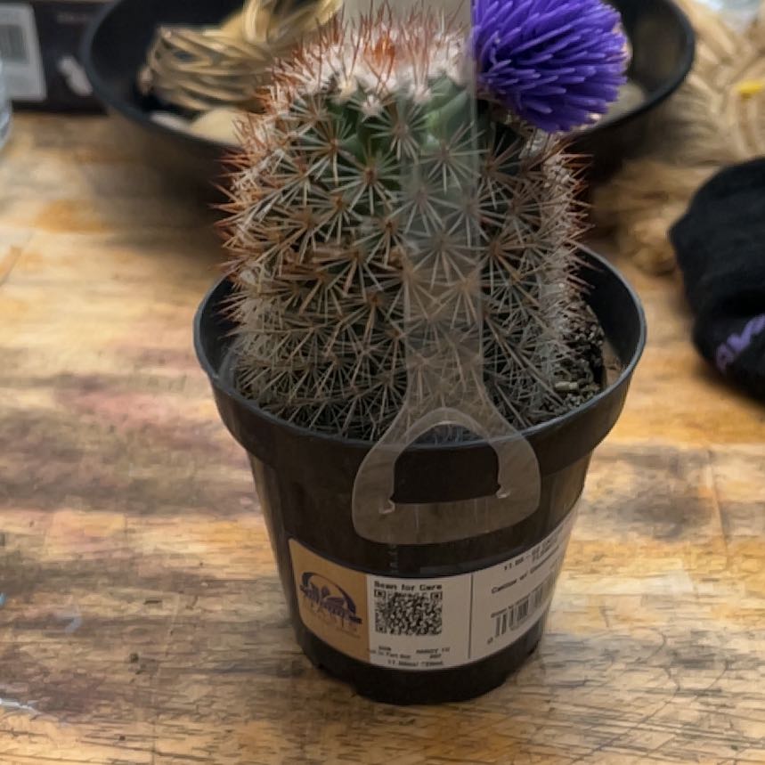 Photo of the plant species Texas Rainbow Cactus by @BetterBibi60 named Naomi on Greg, the plant care app