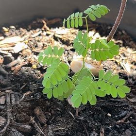 Photo of the plant species Dwarf Poinciana by @PrizePecan94 named Tolkien on Greg, the plant care app