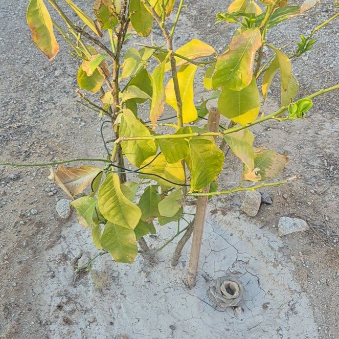 Photo of the plant species Lime Tree by @VipCilantro84 named Harry on Greg, the plant care app