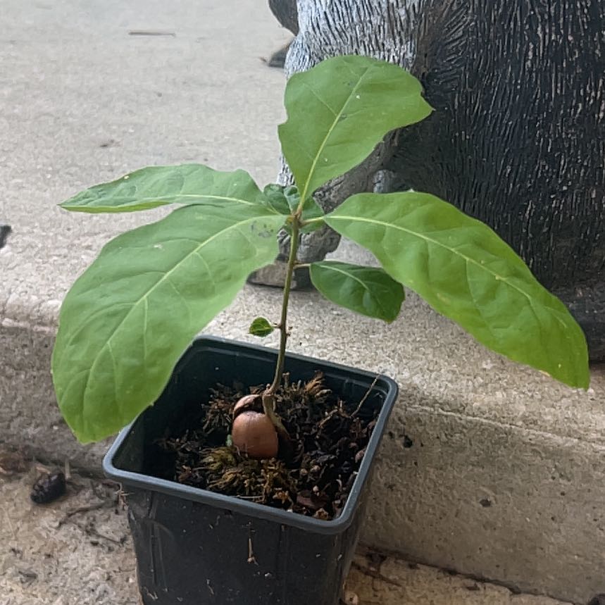Photo of the plant species Oak Tree by @GleefulAster38 named Kendall on Greg, the plant care app