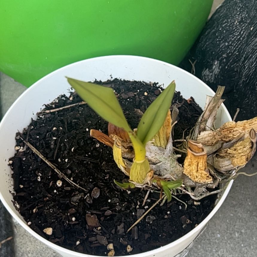 Photo of the plant species Orchid by @GleefulAster38 named Elle on Greg, the plant care app
