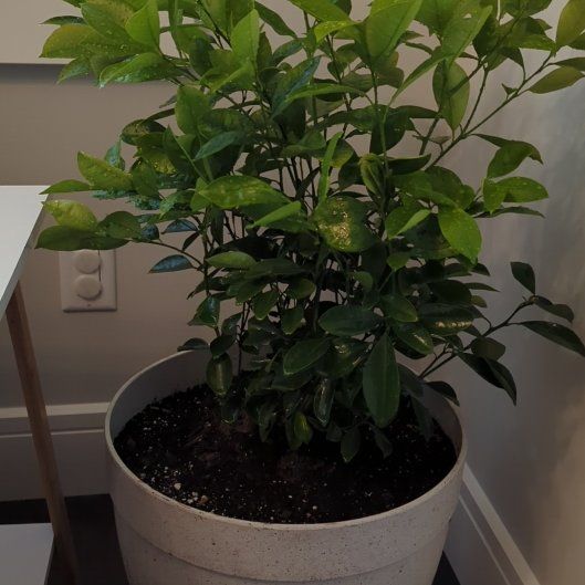 Photo of the plant species Calamondin by @Kali named Kali on Greg, the plant care app