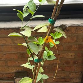 Photo of the plant species Key Lime Tree by @PetGalega59 named Cleopatra on Greg, the plant care app