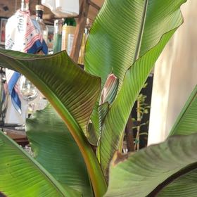Photo of the plant species Abyssinian Banana by @PetGalega59 named Sol on Greg, the plant care app