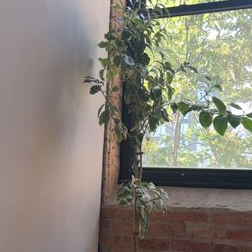 Photo of the plant species Variegated Pink Lemon by @PetGalega59 named Planty on Greg, the plant care app