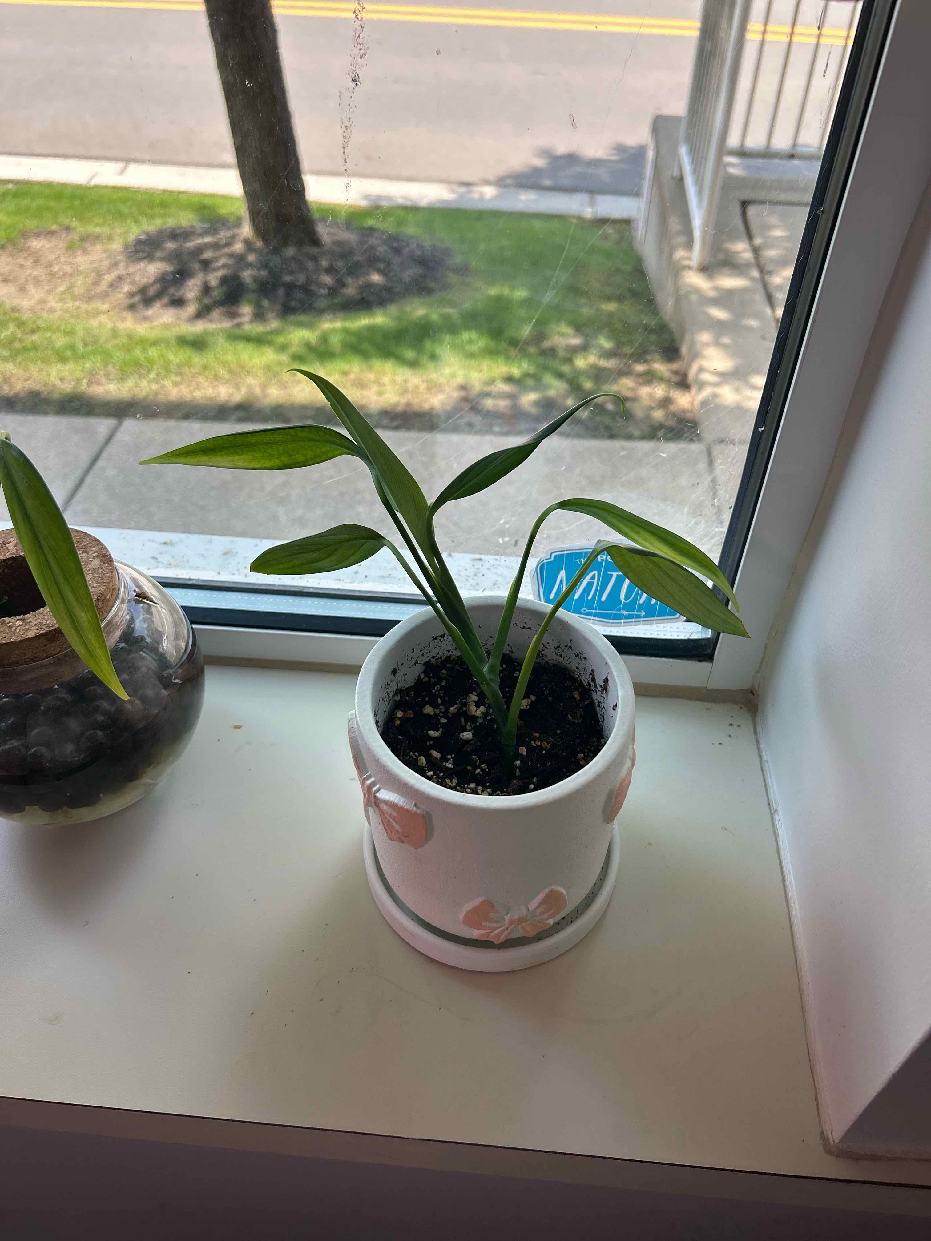 Photo of the plant species Philo Silver Stripe by @emmascott named Sully on Greg, the plant care app