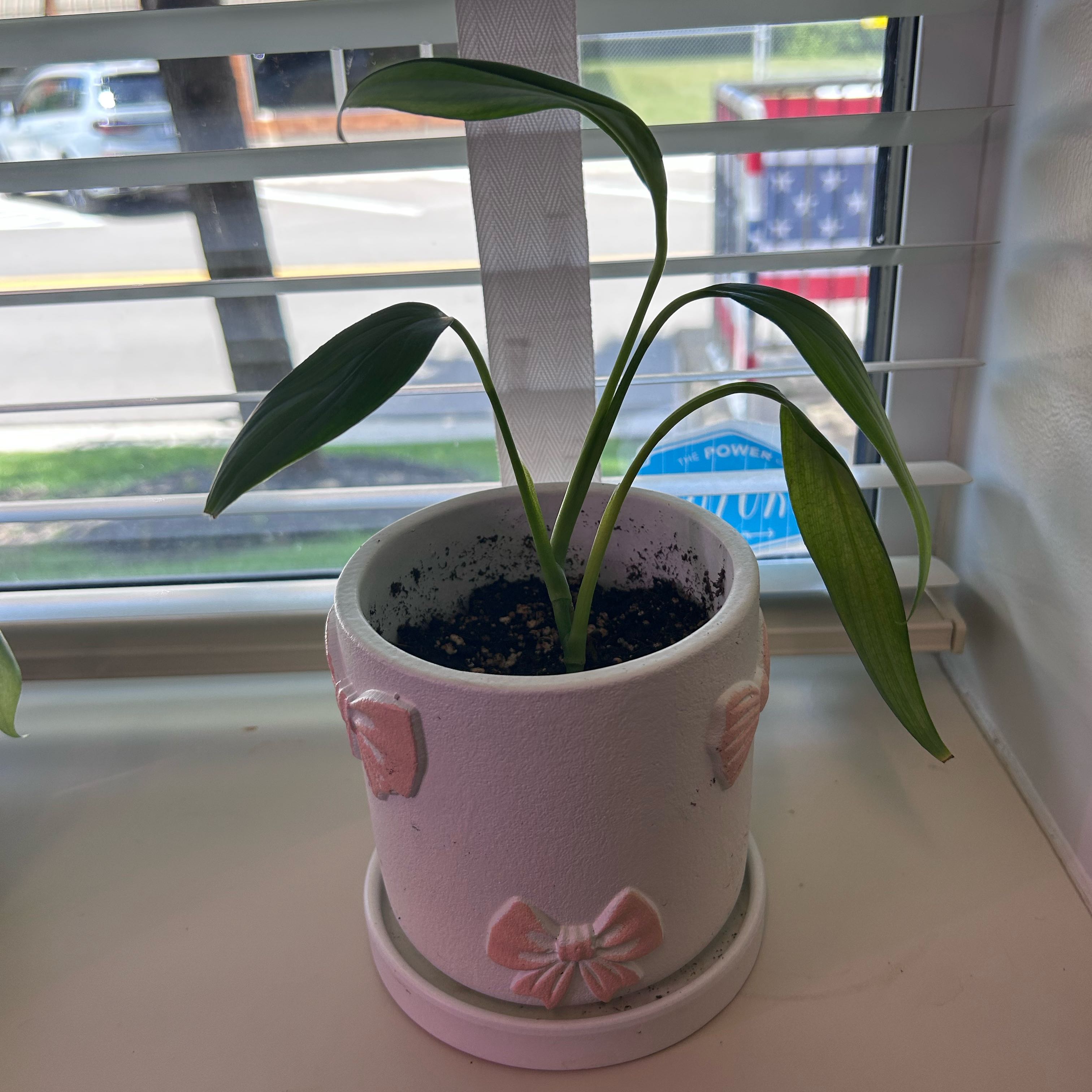 Photo of the plant species Philo Silver Stripe by @emmascott named Sully on Greg, the plant care app