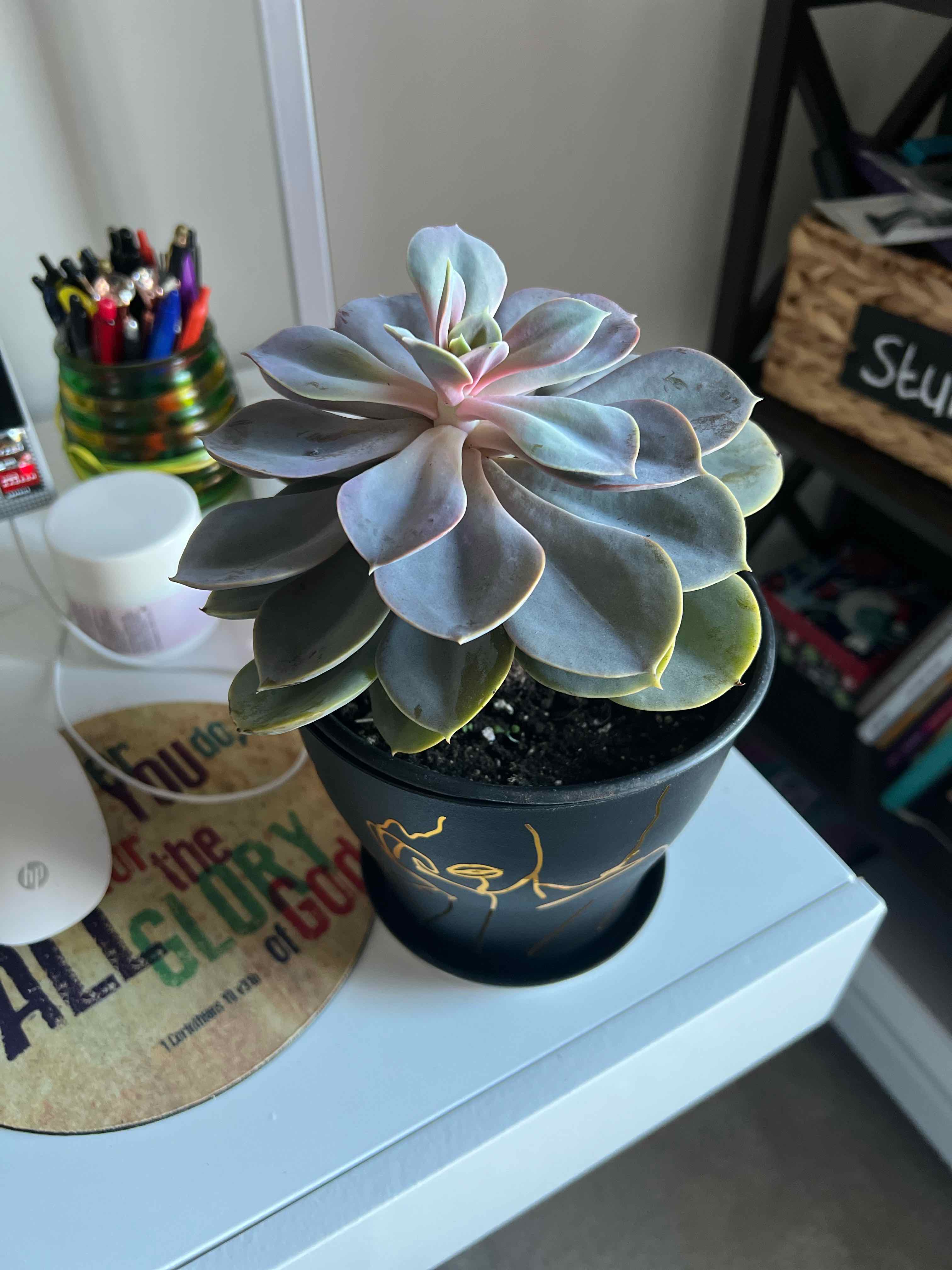Potted Echeveria 'Morning Beauty' succulent on a desk, appearing healthy.
