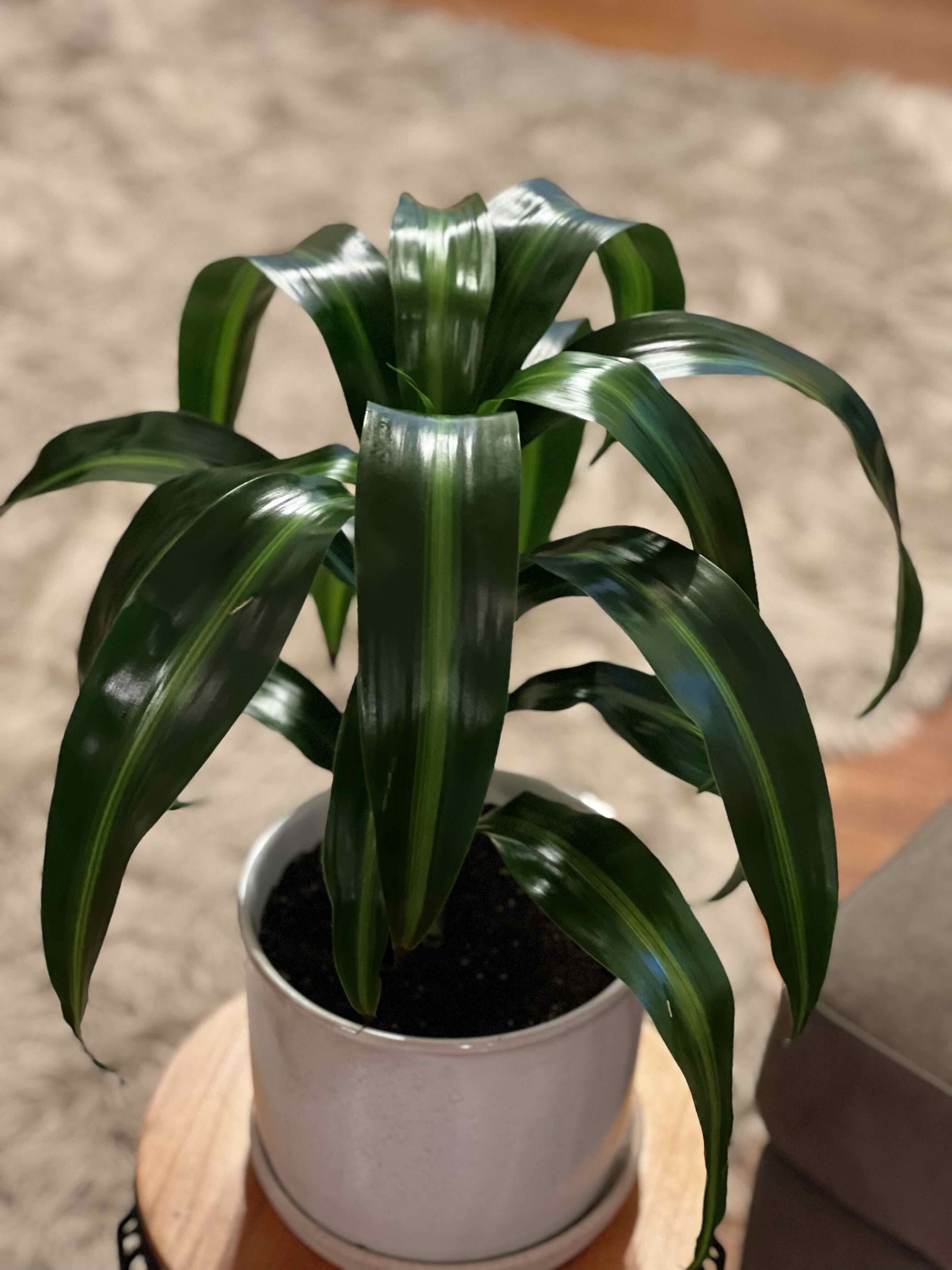 10 Advantages of Having a Dracaena 'Hawaiian Sunshine'