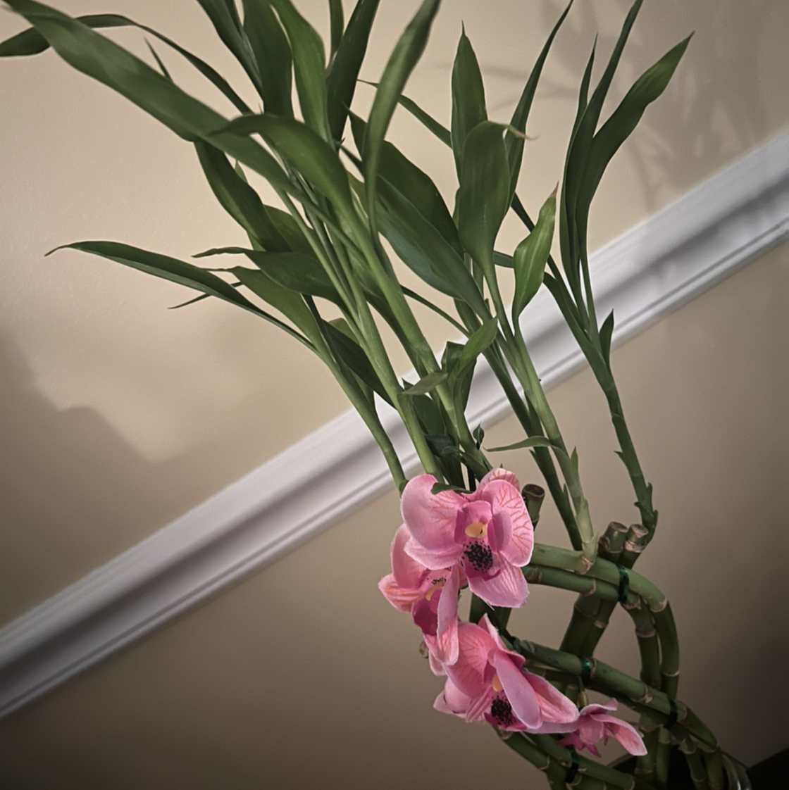 Lucky Bamboo plant photo by @TaylorMdeBloomz named Baebae on Greg, the plant care app.