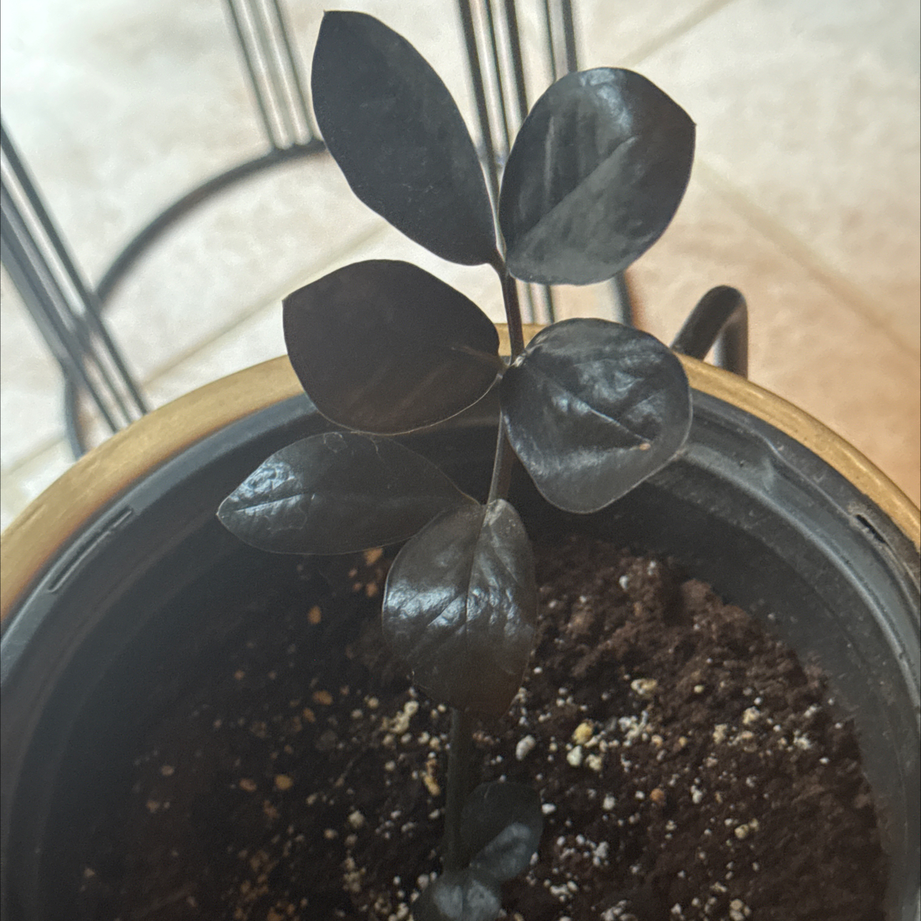Raven ZZ Plant plant photo by @TaylorMdeBloomz named ZsaZsa on Greg, the plant care app.