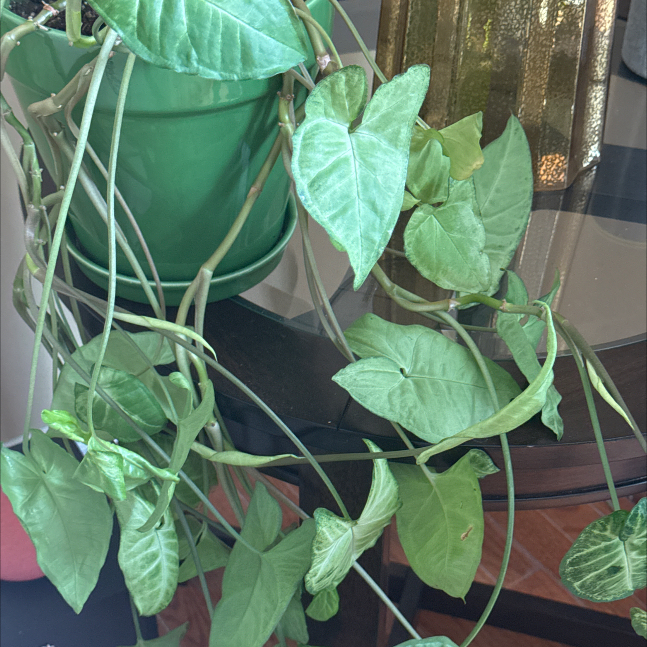 Arrowhead Plant plant photo by @TaylorMdeBloomz named Arrow on Greg, the plant care app.