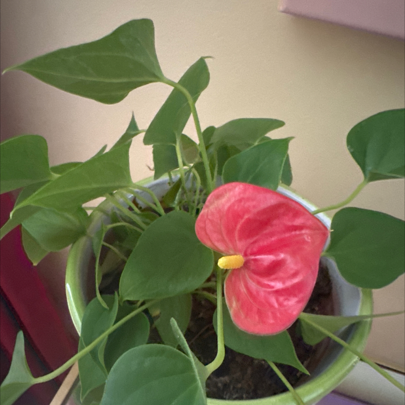Painter's Palette plant photo by @TaylorMdeBloomz named Ava on Greg, the plant care app.