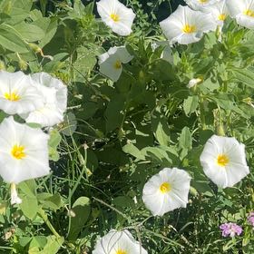 Photo of the plant species Corn Bind by @DominantSucc18 named Sir Plancelot on Greg, the plant care app