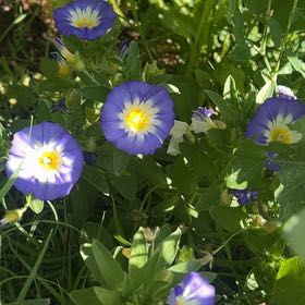 Photo of the plant species Dwarf Morning-Glory by @DominantSucc18 named Tupot amaroot on Greg, the plant care app