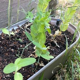 Photo of the plant species Peas by @DominantSucc18 named Lavender on Greg, the plant care app