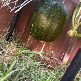 Photo of the plant species Pumpkin by @DominantSucc18 named Bigleef Smalls on Greg, the plant care app
