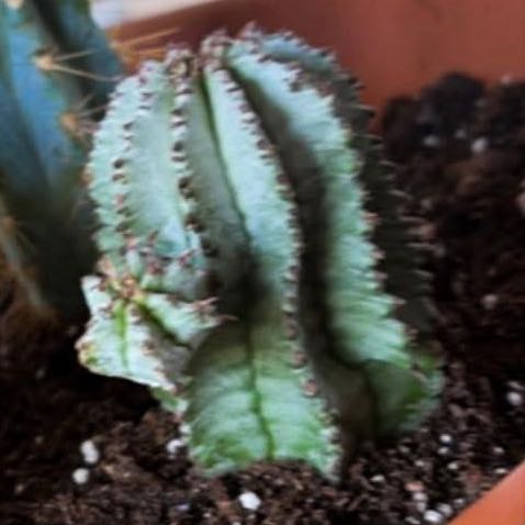 Photo of the plant species Snowflake Euphorbia by @SwiftPecan47 named Snowflake on Greg, the plant care app