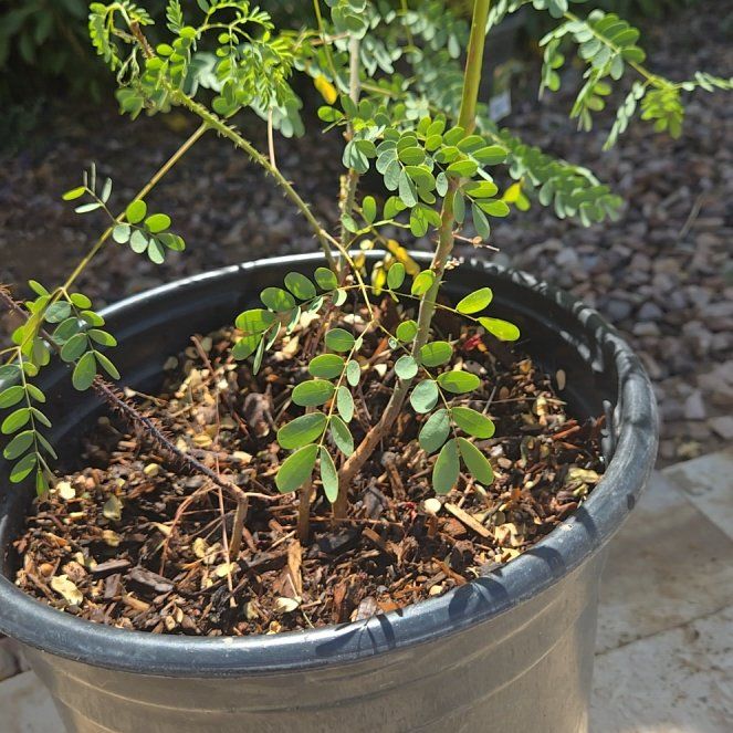 Photo of the plant species Caesalpinia Pulcherrima by @RadTievine86 named Rainier on Greg, the plant care app