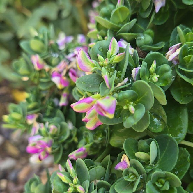 Photo of the plant species Sweet Pea Bush by @RadTievine86 named Orwell on Greg, the plant care app