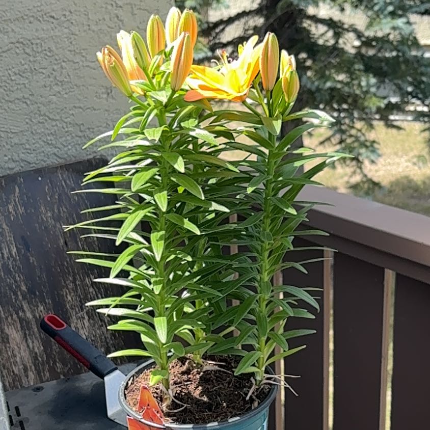 Photo of the plant species Orange Lily by @MarvelTearose10 named Orlando Bloom on Greg, the plant care app