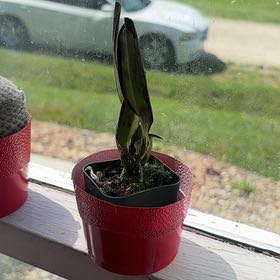 Photo of the plant species Cattleya Orchid by @GemCapemay67 named Gaga on Greg, the plant care app