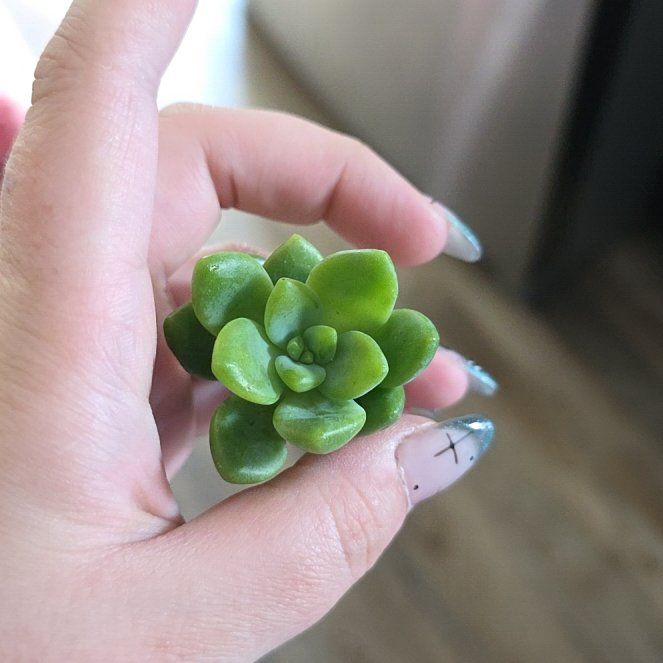 Photo of the plant species Oregon Stonecrop by @ProClubcoral68 named Sanders on Greg, the plant care app