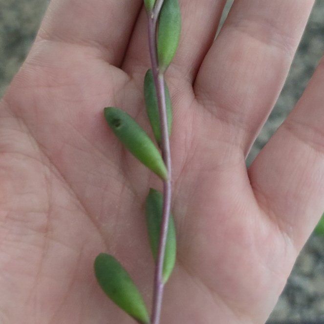 Photo of the plant species Small Red Carpet by @ProClubcoral68 named Clooney on Greg, the plant care app